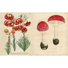 Load image into Gallery viewer, John Derian Sticker Book II