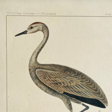 Load image into Gallery viewer, Antique Hand-Coloured Lithograph of a Little Crane c1870
