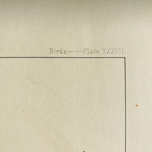 Load image into Gallery viewer, Antique Hand-Coloured Lithograph of a Little Crane c1870
