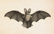 Load image into Gallery viewer, Bat Postcard by Blackbird Vintage Finds 11 Trinity Street in Toronto Ontario Canada