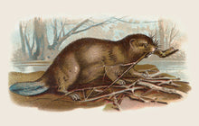 Load image into Gallery viewer, Beaver Postcard by Blackbird Vintage Finds 11 Trinity Street in Toronto Ontario Canada