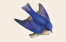 Load image into Gallery viewer, Bluebird Postcard by Blackbird Vintage Finds 11 Trinity Street in Toronto Ontario Canada