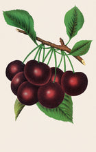 Load image into Gallery viewer, Cherries Postcard by Blackbird Vintage Finds 11 Trinity Street in Toronto Ontario Canada