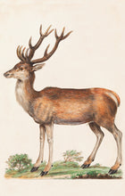 Load image into Gallery viewer, Deer Postcard by Blackbird Vintage Finds 11 Trinity Street in Toronto Ontario Canada