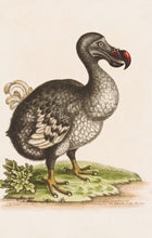 Load image into Gallery viewer, Dodo Postcard by Blackbird Vintage Finds 11 Trinity Street in Toronto Ontario Canada