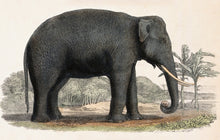 Load image into Gallery viewer, Elephant Postcard by Blackbird Vintage Finds 11 Trinity Street in Toronto Ontario Canada