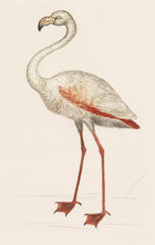 Load image into Gallery viewer, Flamingo Postcard by Blackbird Vintage Finds 11 Trinity Street in Toronto Ontario Canada