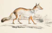 Load image into Gallery viewer, Fox Postcard by Blackbird Vintage Finds 11 Trinity Street in Toronto Ontario Canada