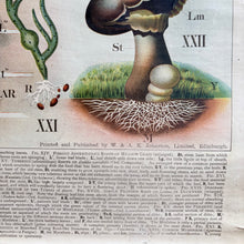 Load image into Gallery viewer, 19thC Antique W. & A.K. Johnston Botany Chart - Roots
