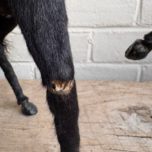 Load image into Gallery viewer, Rare Antique Victorian Taxidermy-Style Horse Figure with Real Fur