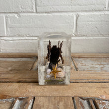 Load image into Gallery viewer, Vintage Lucite Seahorse Coastal Display Block c1970s