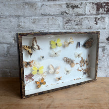 Load image into Gallery viewer, Antique Deyrolle Paris Butterfly Specimen Box - 19th C. Entomology Glass Box with Marbled Paper