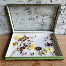 Load image into Gallery viewer, Antique Deyrolle Paris Butterfly Specimen Box - 19th C. Entomology Glass Box with Marbled Paper