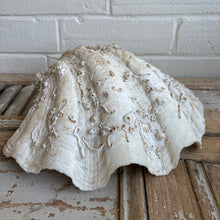 Load image into Gallery viewer, Large Natural Vintage Clam Shell