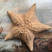 Load image into Gallery viewer, 20thC Preserved Starfish Specimen 12"