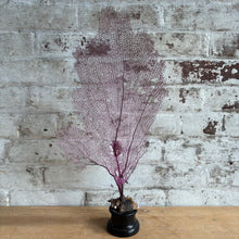 Load image into Gallery viewer, Mounted Sea Fan Coral