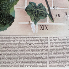 Load image into Gallery viewer, 19thC Antique W. & A.K. Johnston Botany Chart - Roots
