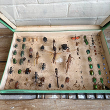 Load image into Gallery viewer, Vintage Entomology Display Case with Mixed Insect Specimens, c1920s-30s