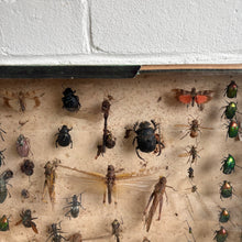 Load image into Gallery viewer, Vintage Entomology Display Case with Mixed Insect Specimens, c1920s-30s