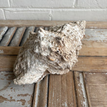 Load image into Gallery viewer, Vintage Large Natural Conch Shell with Weathered Patina
