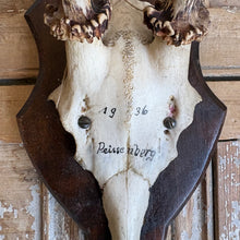 Load image into Gallery viewer, Vintage Roe Deer Mount c1936