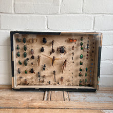 Load image into Gallery viewer, Vintage Entomology Display Case with Mixed Insect Specimens, c1920s-30s
