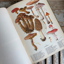 Load image into Gallery viewer, Rare Mushrooms of Eastern Canada and the United States Book c1951