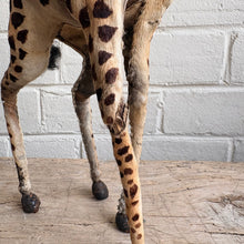 Load image into Gallery viewer, Rare Antique Victorian Taxidermy-Style Giraffe Figure in Real Fur