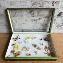 Load image into Gallery viewer, Antique Deyrolle Paris Butterfly Specimen Box - 19th C. Entomology Glass Box with Marbled Paper