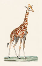 Load image into Gallery viewer, Giraffe Postcard by Blackbird Vintage Finds 11 Trinity Street in Toronto Ontario Canada