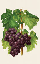 Load image into Gallery viewer, Grapes Postcard by Blackbird Vintage Finds 11 Trinity Street in Toronto Ontario Canada