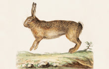 Load image into Gallery viewer, Hare Postcard by Blackbird Vintage Finds 11 Trinity Street in Toronto Ontario Canada