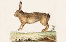Load image into Gallery viewer, Hare Postcard by Blackbird Vintage Finds 11 Trinity Street in Toronto Ontario Canada