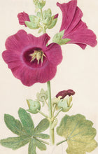 Load image into Gallery viewer, Hollyhock Postcard by Blackbird Vintage Finds 11 Trinity Street in Toronto Ontario Canada
