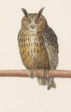Load image into Gallery viewer, Horned Owl Postcard by Blackbird Vintage Finds 11 Trinity Street in Toronto Ontario Canada