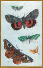 Load image into Gallery viewer, Blackbird Vintage Postcards