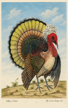 Load image into Gallery viewer, Blackbird Vintage Postcards