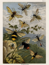 Load image into Gallery viewer, Blackbird Vintage Postcards