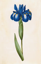Load image into Gallery viewer, Iris Postcard by Blackbird Vintage Finds 11 Trinity Street in Toronto Ontario Canada