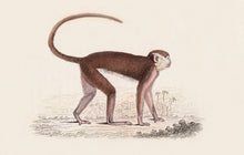 Load image into Gallery viewer, Monkey Postcard by Blackbird Vintage Finds 11 Trinity Street in Toronto Ontario Canada