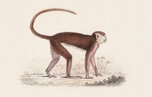Load image into Gallery viewer, Monkey Postcard by Blackbird Vintage Finds 11 Trinity Street in Toronto Ontario Canada