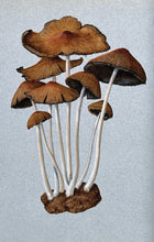 Load image into Gallery viewer, Mushrooms Postcard by Blackbird Vintage Finds 11 Trinity Street in Toronto Ontario Canada