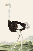 Load image into Gallery viewer, Ostrich Postcard by Blackbird Vintage Finds 11 Trinity Street in Toronto Ontario Canada