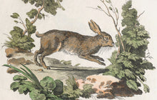 Load image into Gallery viewer, Rabbit Postcard by Blackbird Vintage Finds 11 Trinity Street in Toronto Ontario Canada