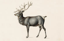 Load image into Gallery viewer, Reindeer Postcard by Blackbird Vintage Finds 11 Trinity Street in Toronto Ontario Canada