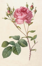 Load image into Gallery viewer, Rose Postcard by Blackbird Vintage Finds 11 Trinity Street in Toronto Ontario Canada