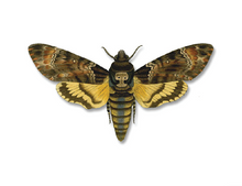Load image into Gallery viewer, Moth/Butterfly Series Greeting Cards