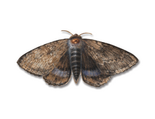 Load image into Gallery viewer, Moth/Butterfly Series Greeting Cards