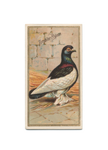 Load image into Gallery viewer, Antique Birds Greeting Cards