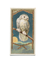 Load image into Gallery viewer, Antique Birds Greeting Cards